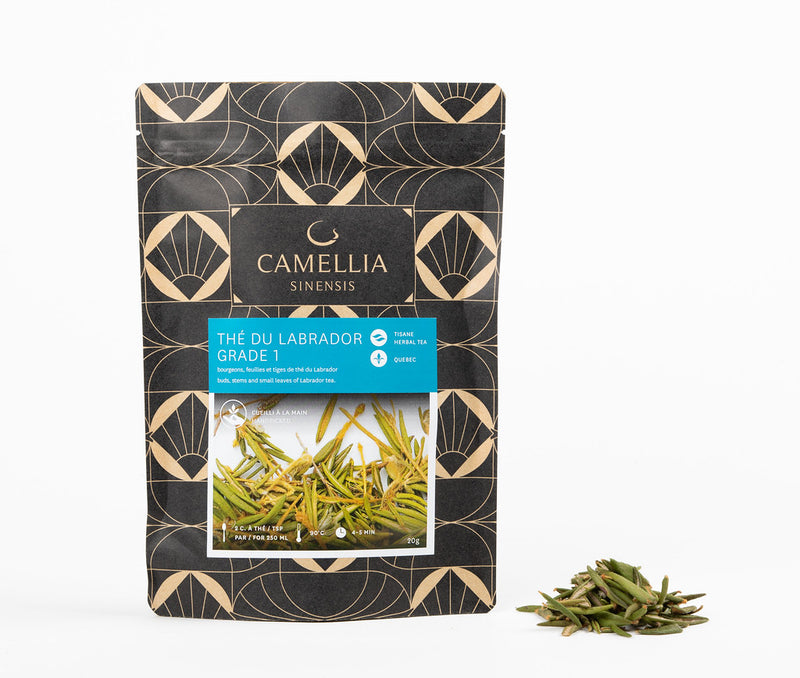 Labrador tea (Camellia sinensis)
